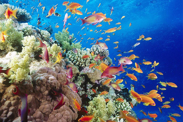 حدائق الشعاب المرجانية بشرم الشيخ